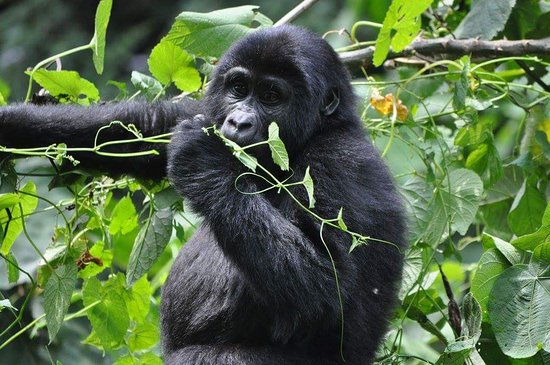 3-days-gorilla-trekking-safari-from-kigali
