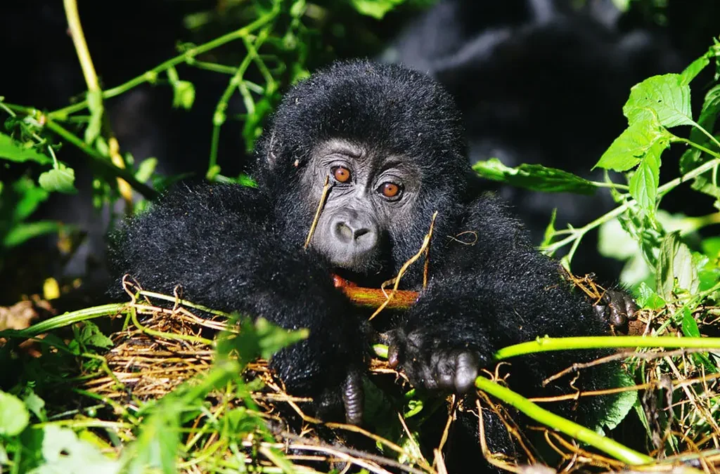 4-days-best-of-uganda-primate-and-wildlife-starting-from-kigali