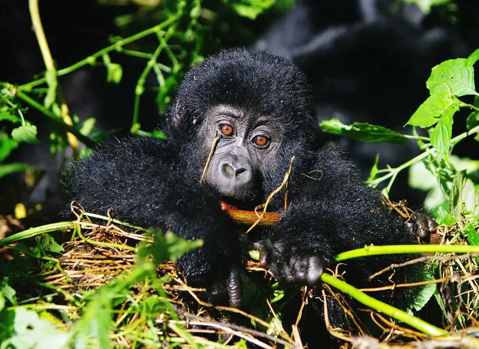 4-days-best-of-uganda-primate-and-wildlife-starting-from-kigali