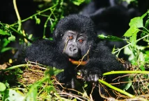 Short Uganda Gorilla Safaris from Kigali: 1 and 2 Day Itineraries