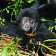 short-uganda-gorilla-safaris-from-kigali-1-and-2-day-itineraries