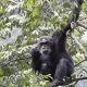 chimpanzee-tracking-tours-in-rwanda
