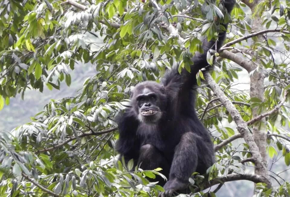 chimpanzee-tracking-tours-in-rwanda