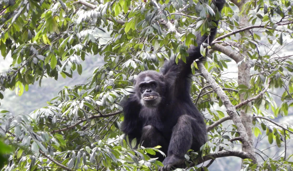 chimpanzee-tracking-tours-in-rwanda