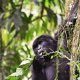can-i-trek-gorillas-in-bwindi-and-drive-to-kigali-same-day