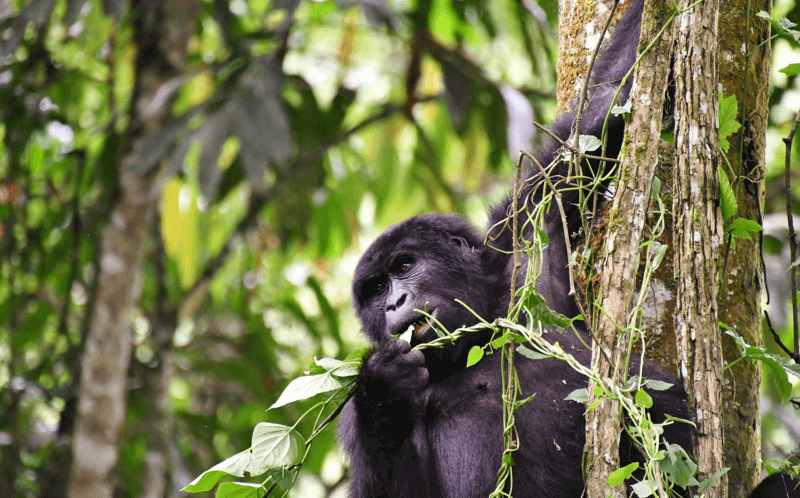 can-i-trek-gorillas-in-bwindi-and-drive-to-kigali-same-day