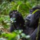 5-days-uganda-rwanda-wildlife-and-gorilla-trekking-safari
