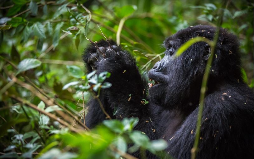 5-days-uganda-rwanda-wildlife-and-gorilla-trekking-safari