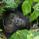 4-days-uganda-gorilla-trekking-cultural-experience-from-kigali