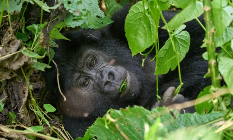 4-days-uganda-gorilla-trekking-cultural-experience-from-kigali