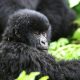 short-gorilla-tours-for-bwindi