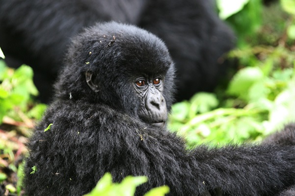 short-gorilla-tours-for-bwindi