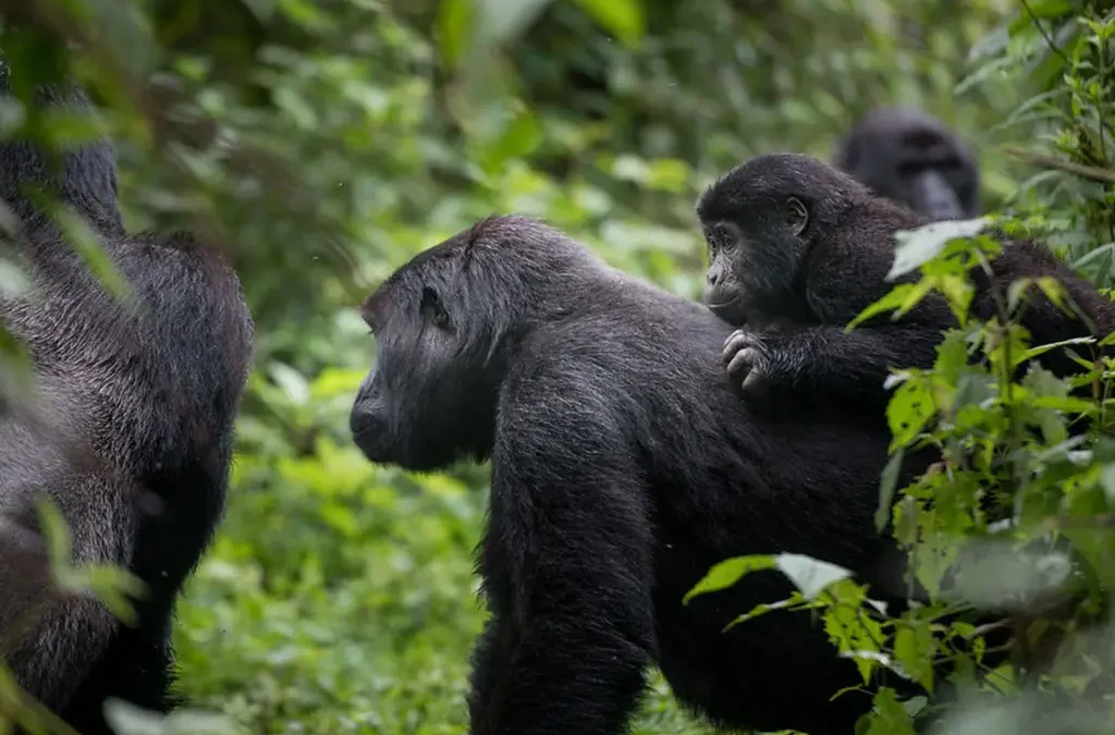 5-day-uganda-gorilla-and-chimpanzee-trekking-safari