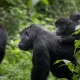 5-day-uganda-gorilla-and-chimpanzee-trekking-safari