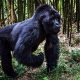 bwindi-gorilla-trekking-tours-for-short-time