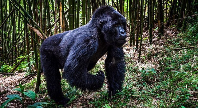 bwindi-gorilla-trekking-tours-for-short-time