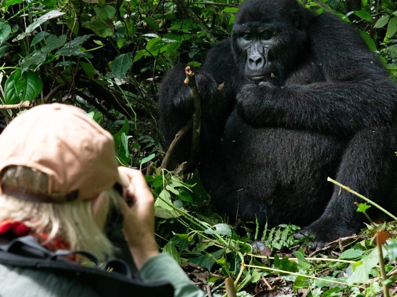 short-mountain-gorilla-tours-in-uganda