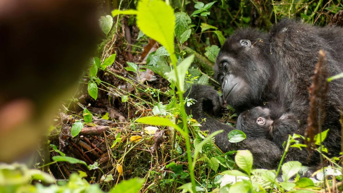 gorilla-trekking-in-rushaga-or-nkuringo-sector-which-is-better
