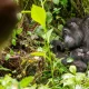 gorilla-trekking-in-rushaga-or-nkuringo-sector-which-is-better