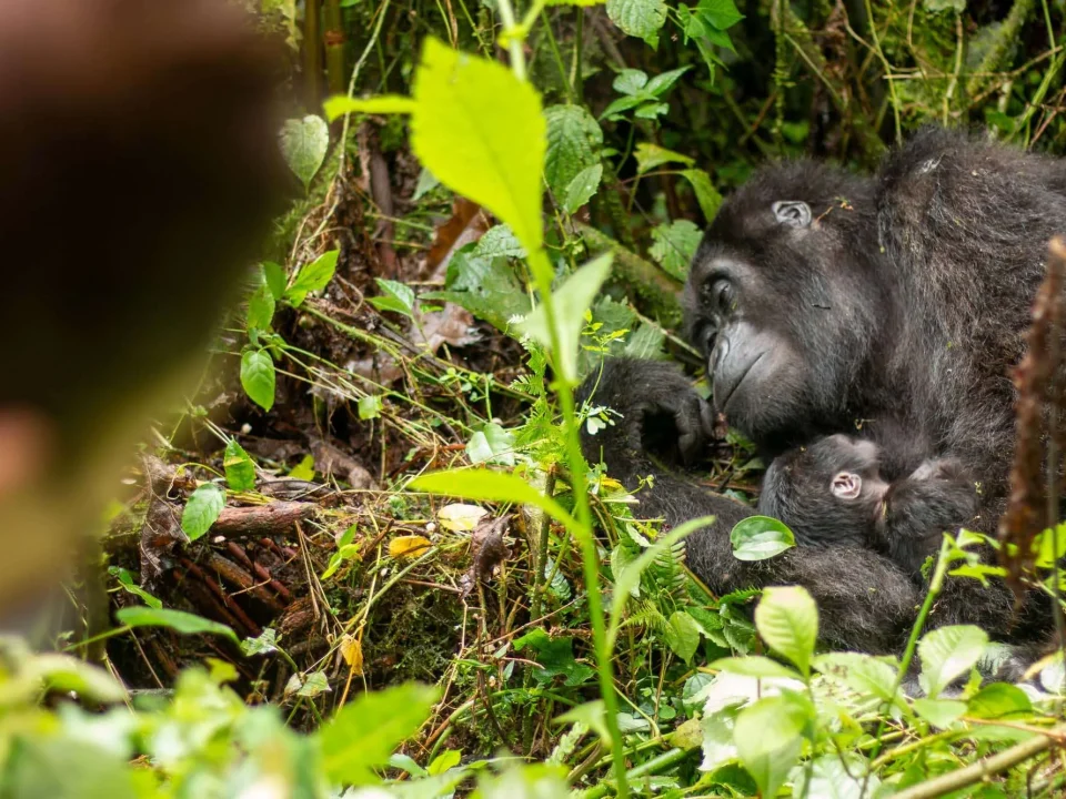 gorilla-trekking-in-rushaga-or-nkuringo-sector-which-is-better
