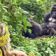 2-day-short-gorilla-trekking-safari