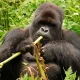 short-gorilla-safaris-in-uganda-from-kigali-airport
