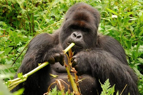 short-gorilla-safaris-in-uganda-from-kigali-airport