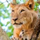 best-places-to-spot-lions-in-uganda