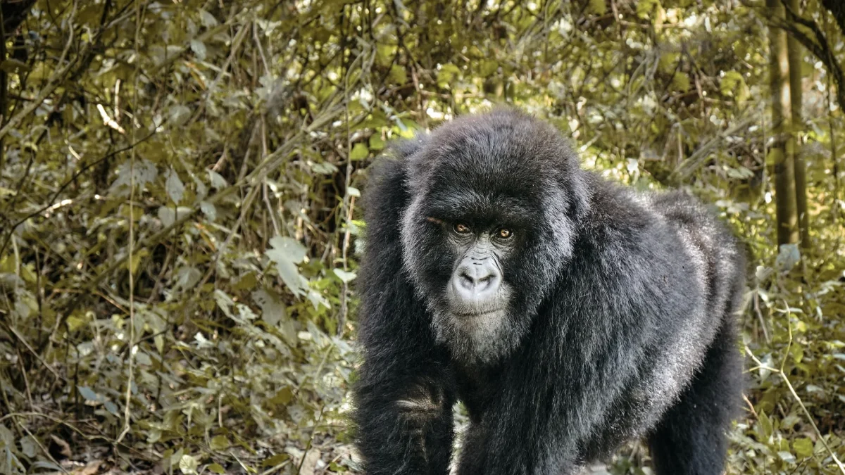 congo-and-rwanda-combining-safaris