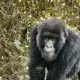 congo-and-rwanda-combining-safaris