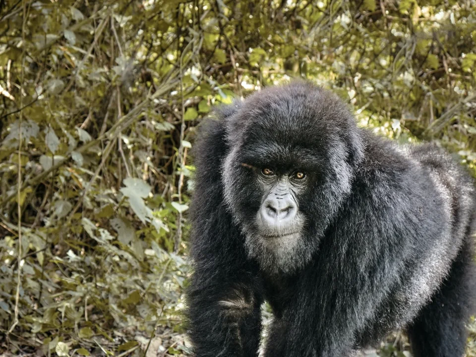 congo-and-rwanda-combining-safaris