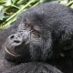 5-day-short-uganda-gorilla-trekking-safari-by-road
