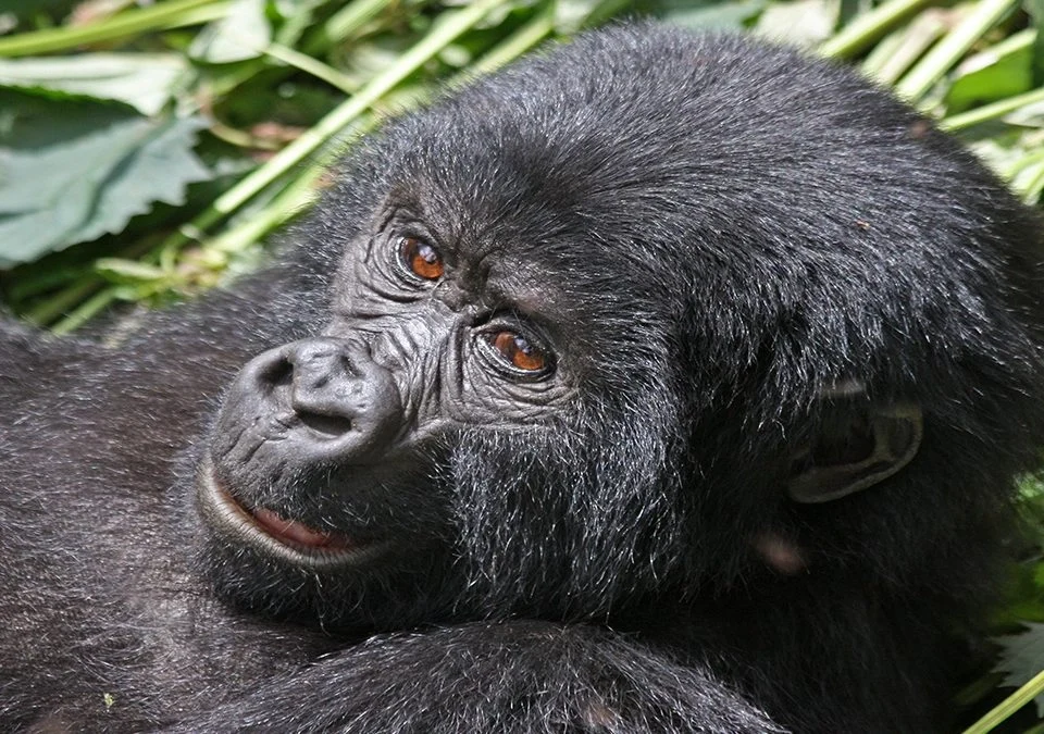 5-day-short-uganda-gorilla-trekking-safari-by-road