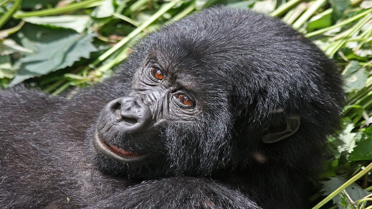 5-day-short-uganda-gorilla-trekking-safari-by-road
