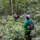 kibale-forest-vs-kalinzu-forest