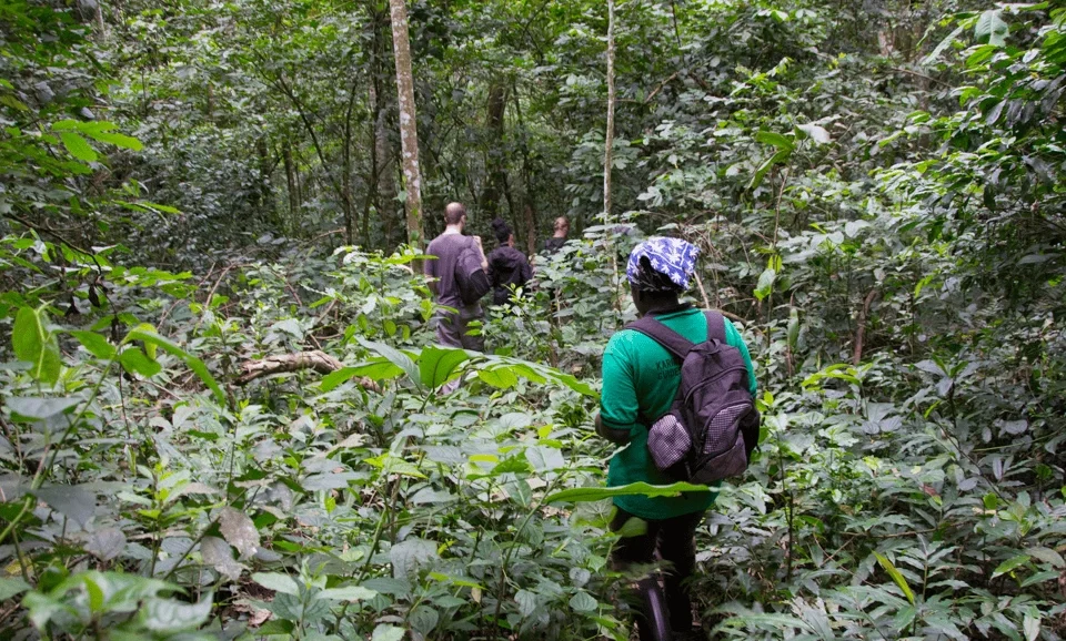 kibale-forest-vs-kalinzu-forest