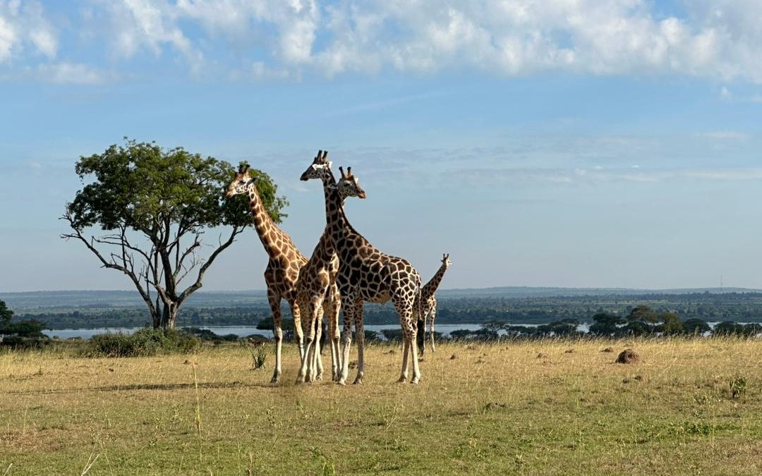 murchison-falls-and-kibale-tour-combo