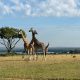 murchison-falls-and-kibale-tour-combo