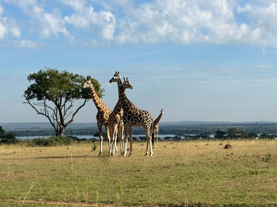 murchison-falls-and-kibale-tour-combo