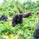 7-days-amazing-gorilla-and-wildlife-safari-in-uganda