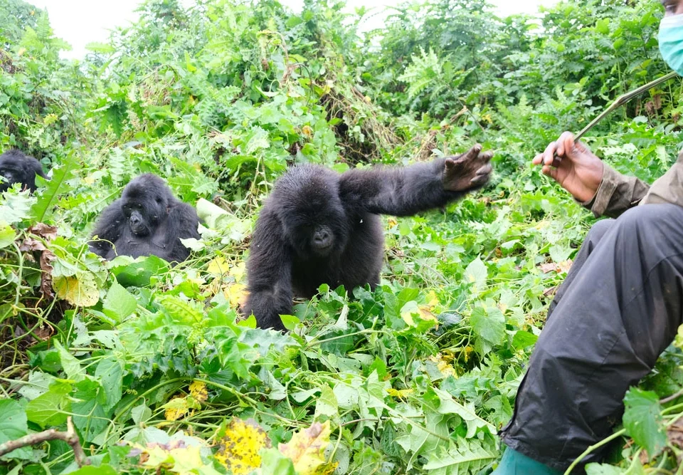 7-days-amazing-gorilla-and-wildlife-safari-in-uganda