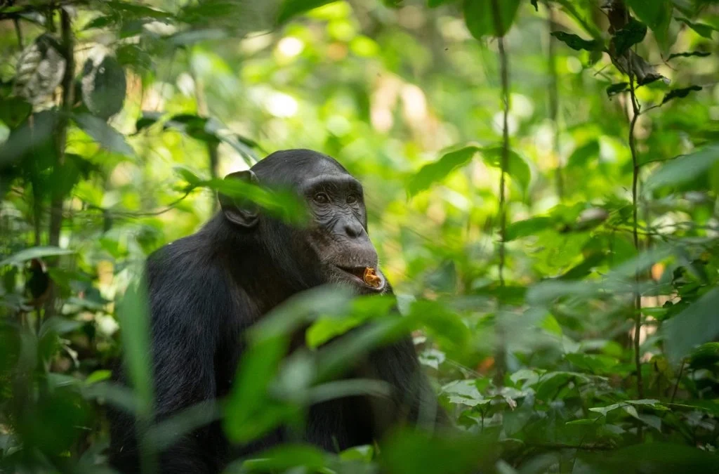 kalinzu-or-kibale-which-is-better-for-chimps-tracking