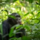kalinzu-or-kibale-which-is-better-for-chimps-tracking