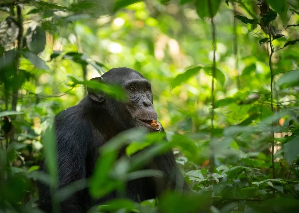 kalinzu-or-kibale-which-is-better-for-chimps-tracking