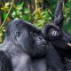 book-a-one-day-gorilla-trekking-tour-from-kigali-to-uganda