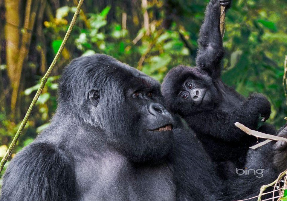 book-a-one-day-gorilla-trekking-tour-from-kigali-to-uganda