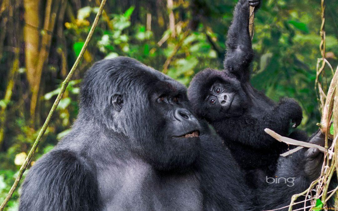 book-a-one-day-gorilla-trekking-tour-from-kigali-to-uganda