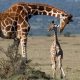 starting-a-safari-from-rwanda-to-uganda
