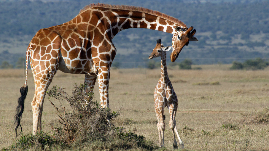 19-days-best-of-uganda-long-safari-experience
