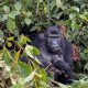 gorilla-safaris-in-rwanda-for-groups
